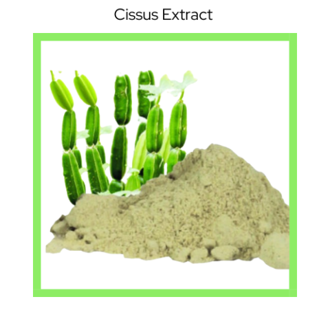 CISSUS EXTRACT