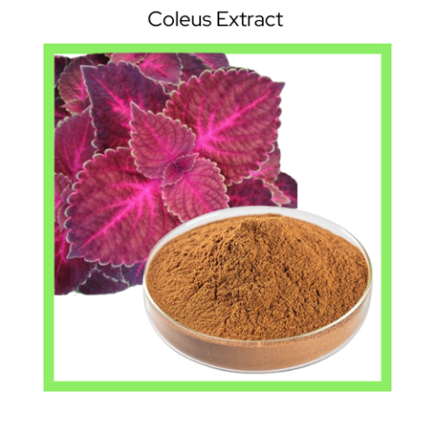 COLEUS EXTRACT