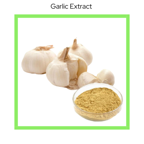 GARLIC EXTRACT
