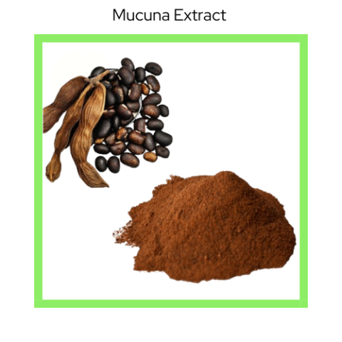 MUCUNA PRURIENS EXTRACT