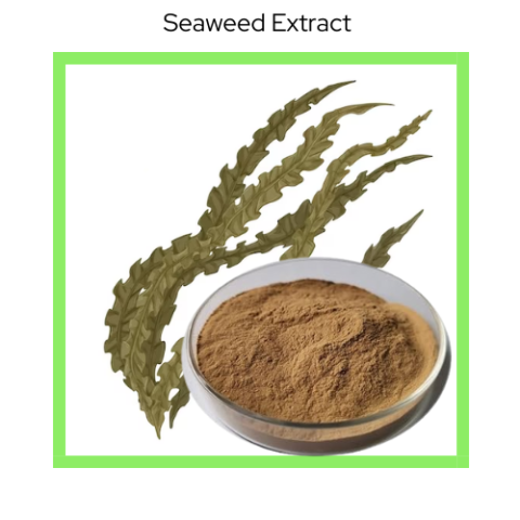 SEA WEED EXTRACT