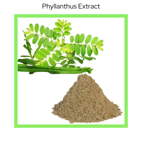 PHYLLANTHUS AMARUS EXTRACT
