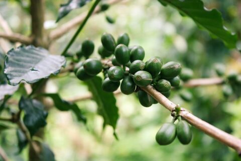 How Green Coffee Bean Extract Boosts Your Health?